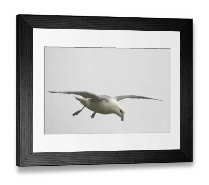 Framed Print : Fulmar -Fulmarus glacialis- in flight, Mykines, Faroe Islands, Denmark Framed Print : Fulmar -Fulmarus glacialis- in flight, Mykines, Faroe Islands, Denmark