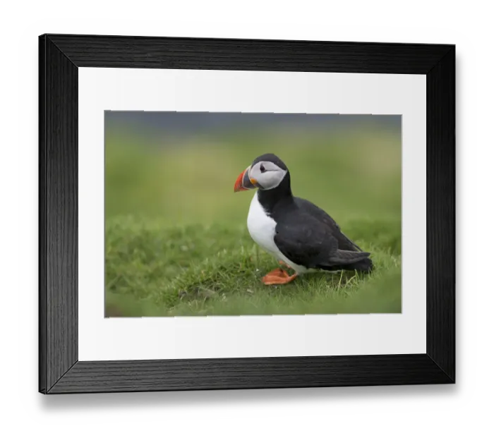 Framed Print : Puffin -Fratercula arctica-, Mykines, Faroe Islands, Denmark Framed Print : Puffin -Fratercula arctica-, Mykines, Faroe Islands, Denmark