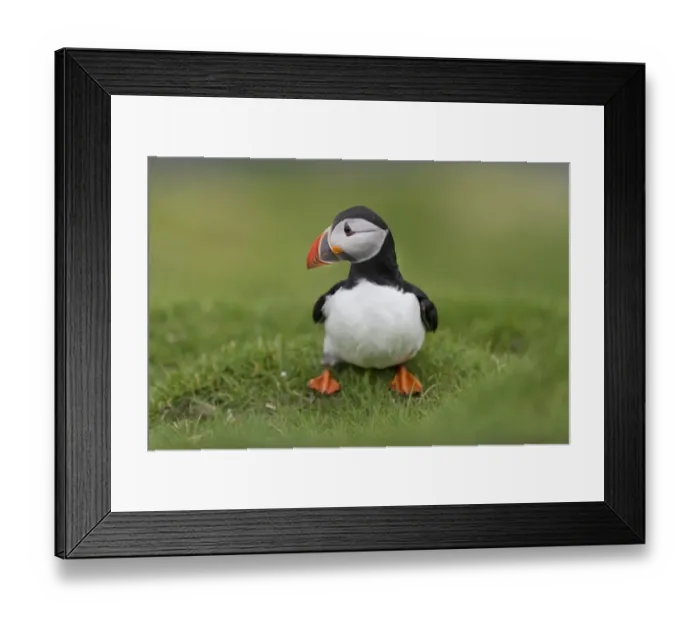 Framed Print : Puffin -Fratercula arctica-, Mykines, Faroe Islands, Denmark Framed Print : Puffin -Fratercula arctica-, Mykines, Faroe Islands, Denmark