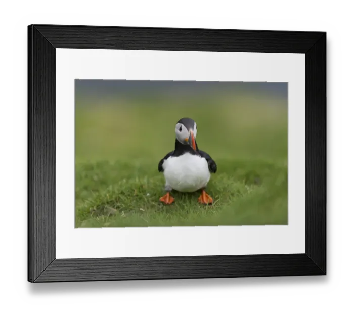 Framed Print : Puffin -Fratercula arctica-, Mykines, Faroe Islands, Denmark Framed Print : Puffin -Fratercula arctica-, Mykines, Faroe Islands, Denmark