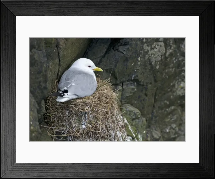 Framed Print : Breeding Black-legged Kittiwake-Rissa tridactyla-, Mykines, Faroe Islands, Denmark Framed Print : Breeding Black-legged Kittiwake-Rissa tridactyla-, Mykines, Faroe Islands, Denmark