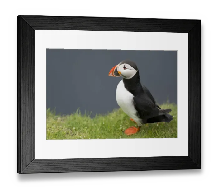 Framed Print : Puffin -Fratercula arctica-, Mykines, Faroe Islands, Denmark Framed Print : Puffin -Fratercula arctica-, Mykines, Faroe Islands, Denmark