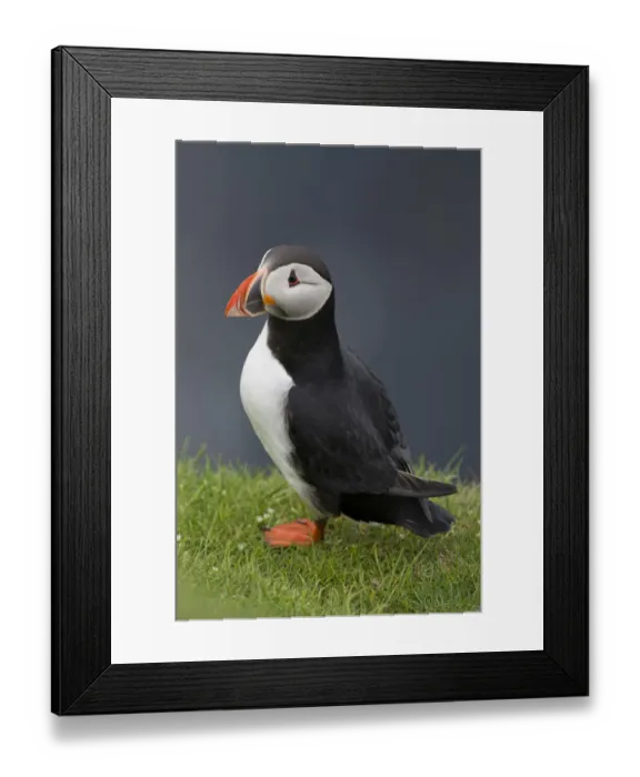 Framed Print : Puffin -Fratercula arctica-, Mykines, Faroe Islands, Denmark Framed Print : Puffin -Fratercula arctica-, Mykines, Faroe Islands, Denmark