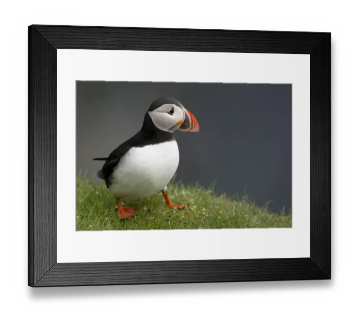 Framed Print : Puffin -Fratercula arctica-, Mykines, Faroe Islands, Denmark Framed Print : Puffin -Fratercula arctica-, Mykines, Faroe Islands, Denmark