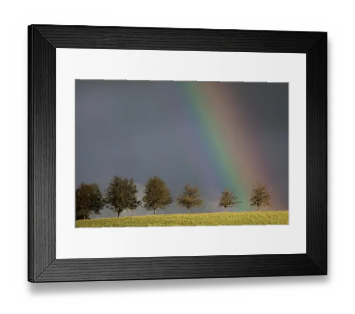Framed Print : Rainbow behind a row of trees, Sankt Margen, Baden-Wurttemberg, Germany Framed Print : Rainbow behind a row of trees, Sankt Margen, Baden-Wurttemberg, Germany