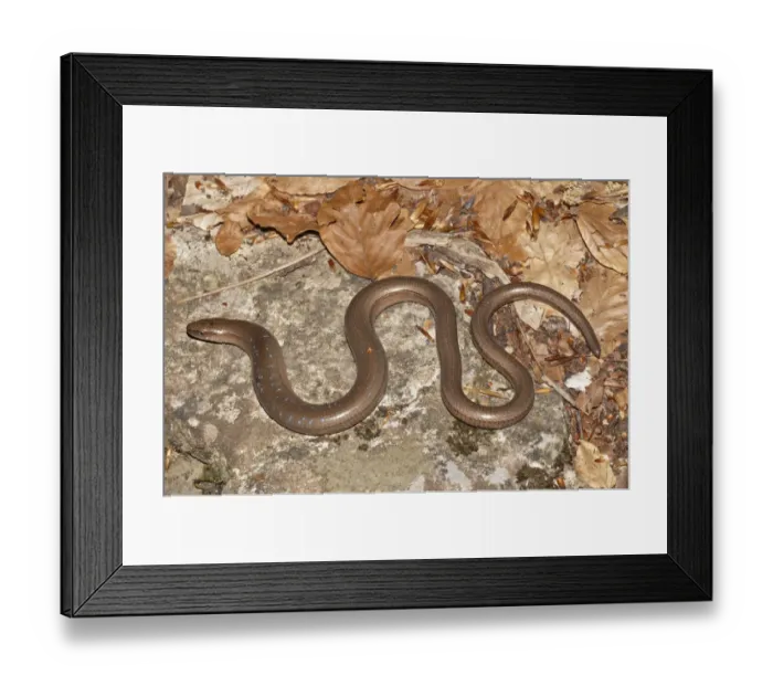 Framed Print : Slow Worm -Anguis fragilis- with blue spots basking in the sun, Mount Olympus, Litochoro, Central Macedonia, Greece Framed Print : Slow Worm -Anguis fragilis- with blue spots basking in the sun, Mount Olympus, Litochoro, Central Macedonia, Greece