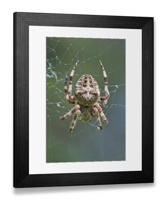 Framed Print : Orb Weaver -Araneus circe-, female, Mount Olympus, Litochoro, Central Macedonia, Greece Framed Print : Orb Weaver -Araneus circe-, female, Mount Olympus, Litochoro, Central Macedonia, Greece
