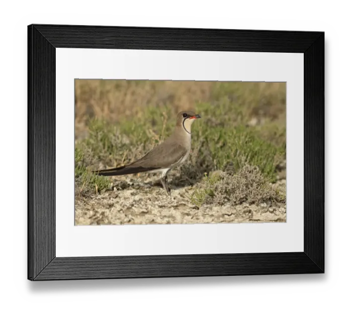 Framed Print : Collared Pratincole or Common Pratincole -Glareola pratincola-, Korinos, Katerini, Central Macedonia, Greece Framed Print : Collared Pratincole or Common Pratincole -Glareola pratincola-, Korinos, Katerini, Central Macedonia, Greece