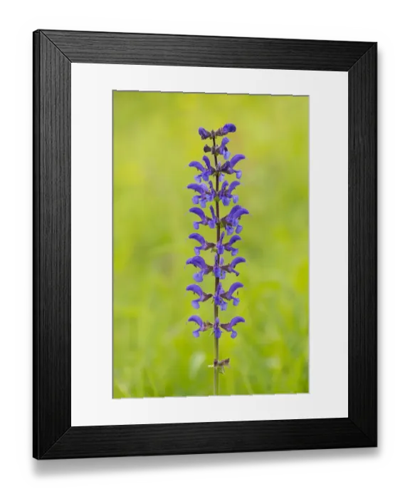 Framed Print : Meadow Sage -Salvia pratensis-, flowering, Thuringia, Germany Framed Print : Meadow Sage -Salvia pratensis-, flowering, Thuringia, Germany