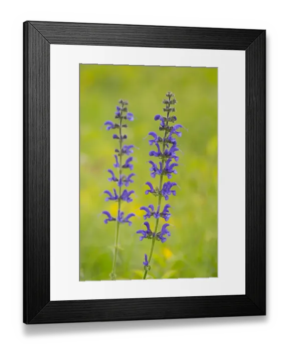 Framed Print : Meadow Sage -Salvia pratensis-, flowering, Thuringia, Germany Framed Print : Meadow Sage -Salvia pratensis-, flowering, Thuringia, Germany