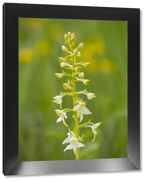 Greater Butterfly Orchid -Platanthera chlorantha-, flowering, Thuringia, Germany