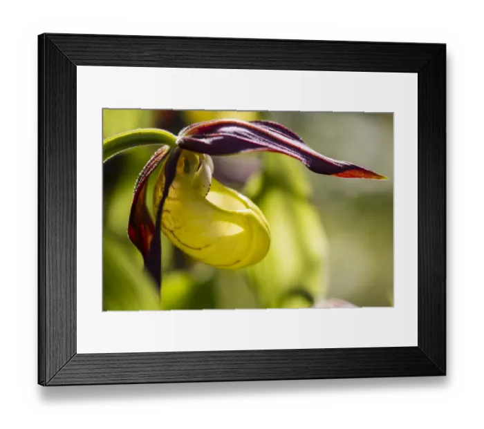 Framed Print : Yellow Ladys Slipper Orchid -Cypripedium calceolus-, Meissner Natural Park, Hesse, Germany Framed Print : Yellow Ladys Slipper Orchid -Cypripedium calceolus-, Meissner Natural Park, Hesse, Germany