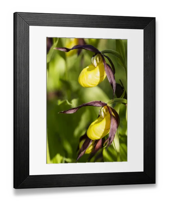 Framed Print : Yellow Ladys Slipper Orchid -Cypripedium calceolus-, Meissner Natural Park, Hesse, Germany Framed Print : Yellow Ladys Slipper Orchid -Cypripedium calceolus-, Meissner Natural Park, Hesse, Germany