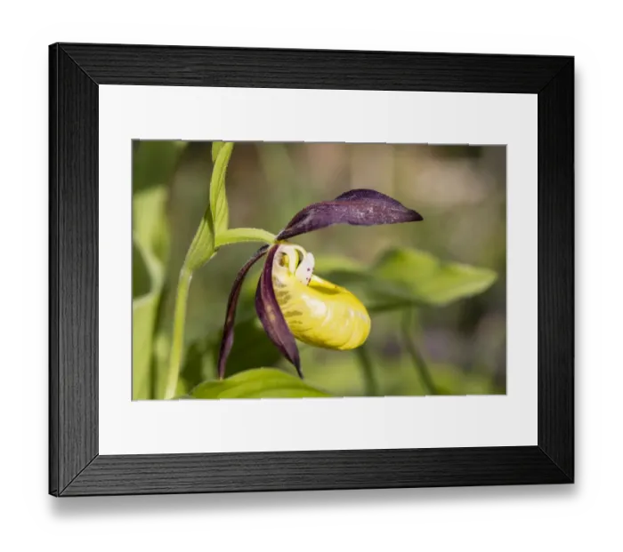Framed Print : Yellow Ladys Slipper Orchid -Cypripedium calceolus-, Meissner Natural Park, Hesse, Germany Framed Print : Yellow Ladys Slipper Orchid -Cypripedium calceolus-, Meissner Natural Park, Hesse, Germany