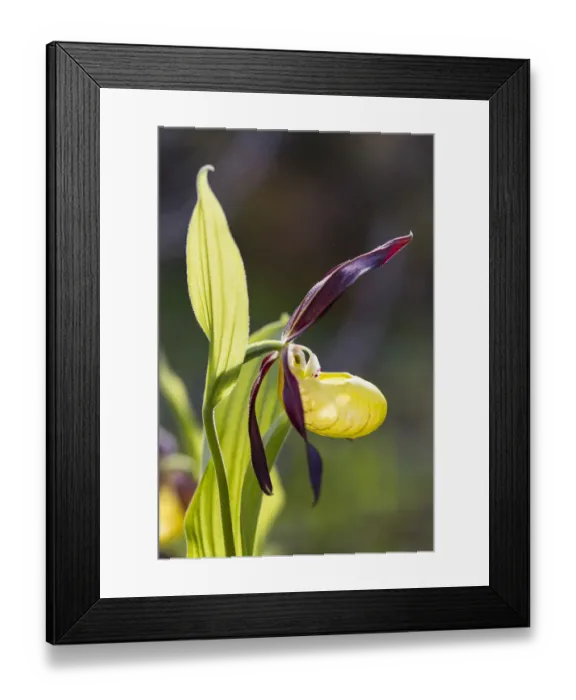 Framed Print : Yellow Ladys Slipper Orchid -Cypripedium calceolus-, Meissner Natural Park, Hesse, Germany Framed Print : Yellow Ladys Slipper Orchid -Cypripedium calceolus-, Meissner Natural Park, Hesse, Germany