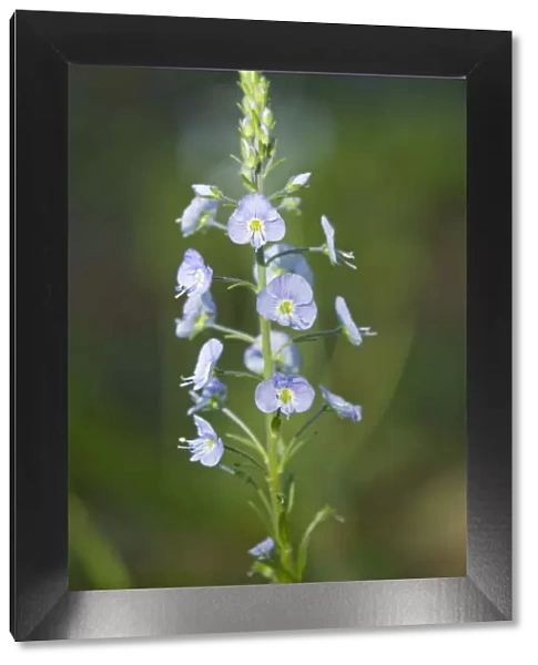 Gentian Speedwell -Veronica gentianoides-, flowering, Thuringia, Germany