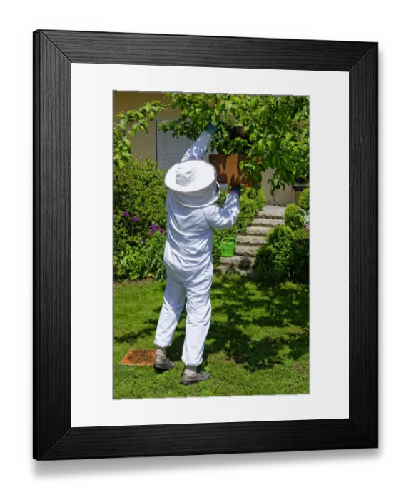 Framed Print : Beekeeper collecting a new colony of Honey Bees -Apis mellifera- from the trunk of an apple tree Framed Print : Beekeeper collecting a new colony of Honey Bees -Apis mellifera- from the trunk of an apple tree