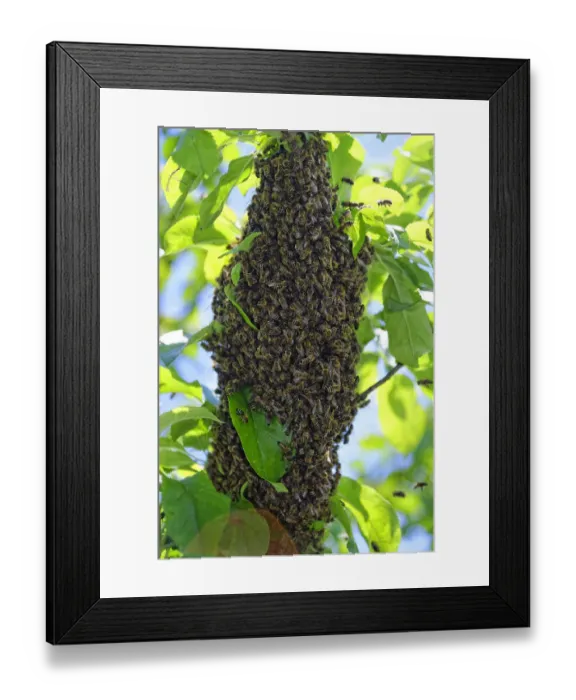 Framed Print : New colony of Honey Bees -Apis mellifera- on the trunk of an apple tree