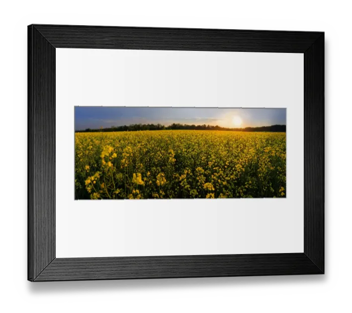 Framed Print : Rape field at sunset, Adelschlag, Bavaria, Germany Framed Print : Rape field at sunset, Adelschlag, Bavaria, Germany