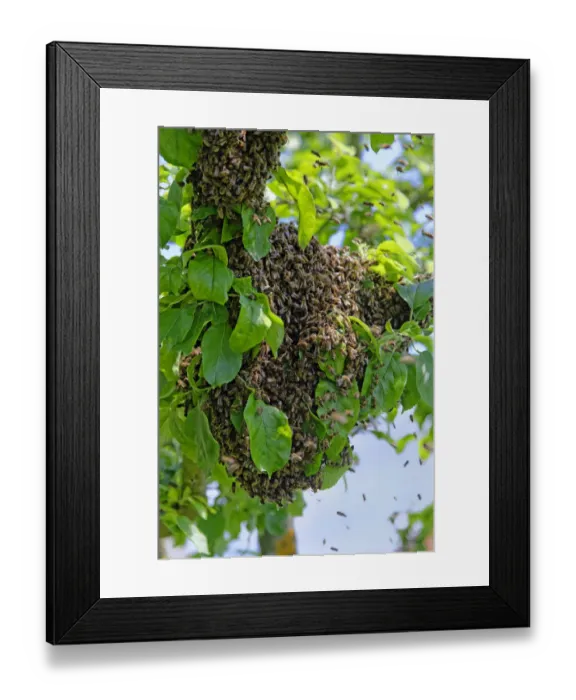 Framed Print : New colony of Honey Bees -Apis mellifera- on the trunk of an apple tree Framed Print : New colony of Honey Bees -Apis mellifera- on the trunk of an apple tree