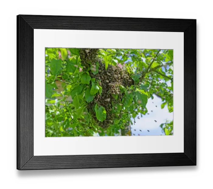 Framed Print : New colony of Honey Bees -Apis mellifera- on the trunk of an apple tree