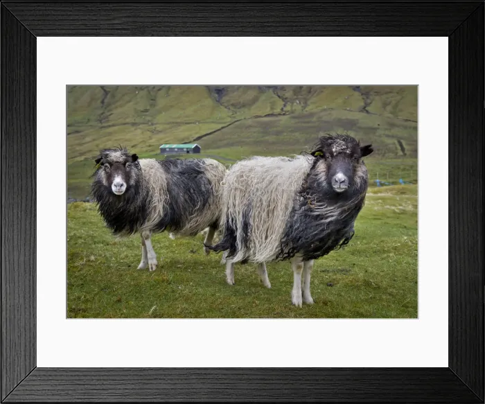 Framed Print : Sheep, Streymoy, Faroe Islands, Denmark