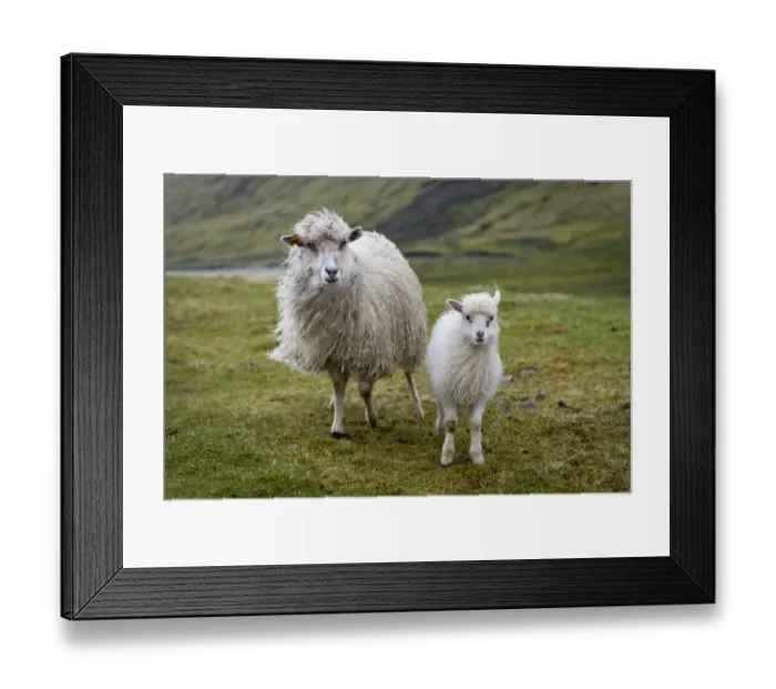 Framed Print : Ewe with lamb, Streymoy, Faroe Islands, Denmark Framed Print : Ewe with lamb, Streymoy, Faroe Islands, Denmark