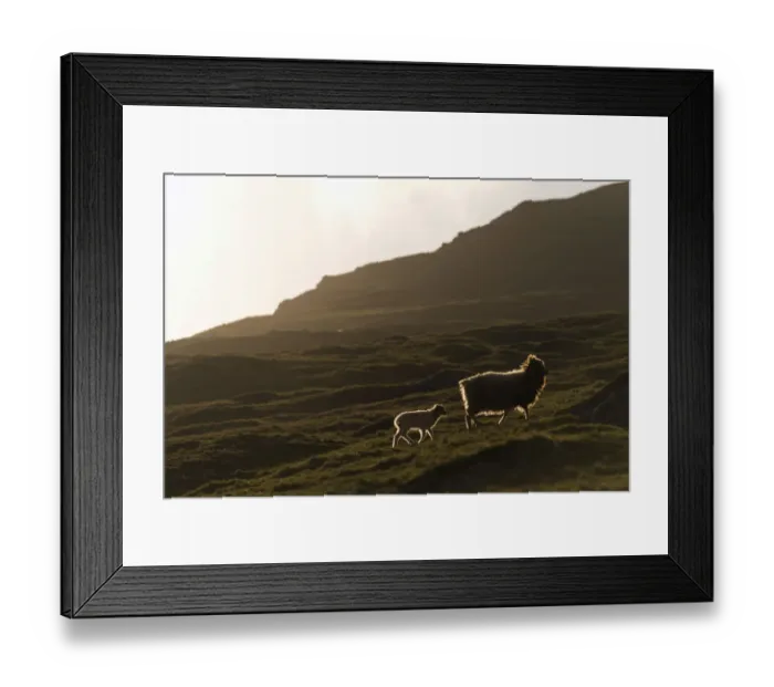 Framed Print : Ewe with a lamb with backlighting, Bour, Vagar, Faroe Islands, Denmark Framed Print : Ewe with a lamb with backlighting, Bour, Vagar, Faroe Islands, Denmark