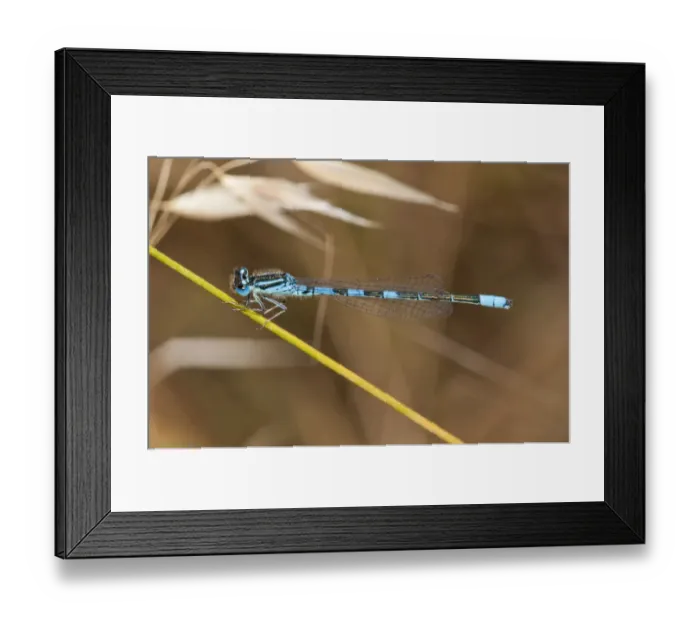 Framed Print : Dainty Damselfly -Coenagrion scitulum-, Palaiokastro, Serres, Macedonia, Greece Framed Print : Dainty Damselfly -Coenagrion scitulum-, Palaiokastro, Serres, Macedonia, Greece