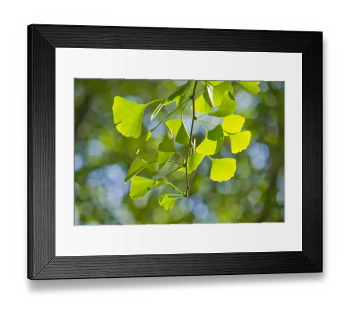 Framed Print : Ginkgo -Ginkgo biloba-, branch with leaves, Thuringia, Germany Framed Print : Ginkgo -Ginkgo biloba-, branch with leaves, Thuringia, Germany