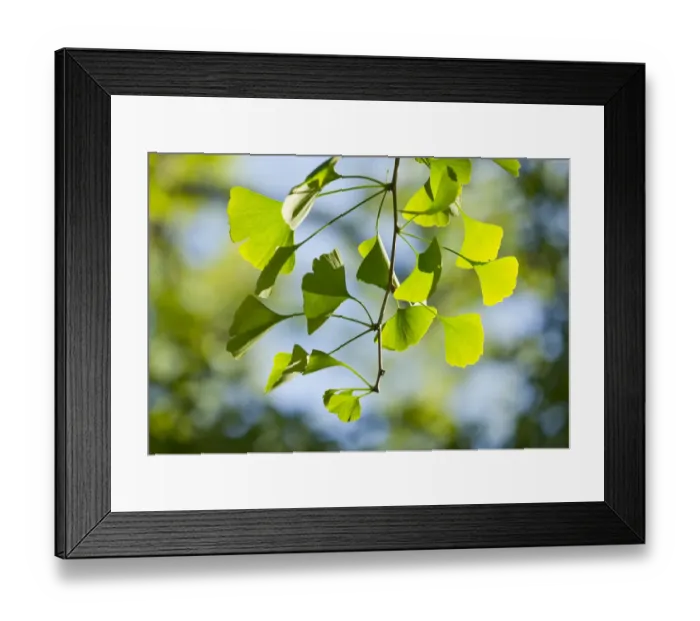 Framed Print : Ginkgo -Ginkgo biloba-, branch with leaves, Thuringia, Germany Framed Print : Ginkgo -Ginkgo biloba-, branch with leaves, Thuringia, Germany
