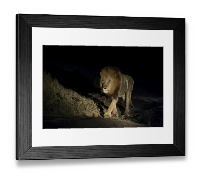 Framed Print : Lion -Panthera leo-, maned lion, at night, South Africa Framed Print : Lion -Panthera leo-, maned lion, at night, South Africa