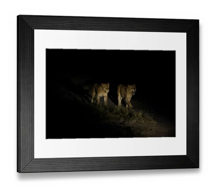 Framed Print : Two Lionesses -Panthera leo-, adult, at night, South Africa Framed Print : Two Lionesses -Panthera leo-, adult, at night, South Africa
