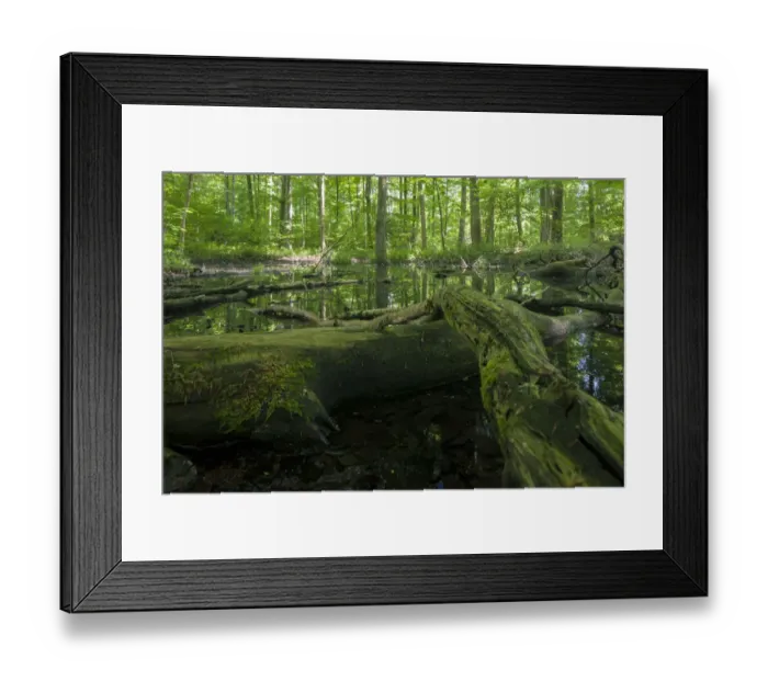 Framed Print : Lorettowald forest, Konstanz, Baden-Wurttemberg, Germany Framed Print : Lorettowald forest, Konstanz, Baden-Wurttemberg, Germany