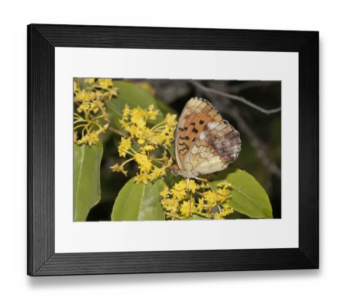 Framed Print : Marbled Fritillary -Brenthis daphne-, outer wings, searching for nectar in a Jerusalem Thorn or Crown of Thorns -Paliurus spina-cristi-, Lake Kerkini, Kerkini, Central Macedonia, Greece