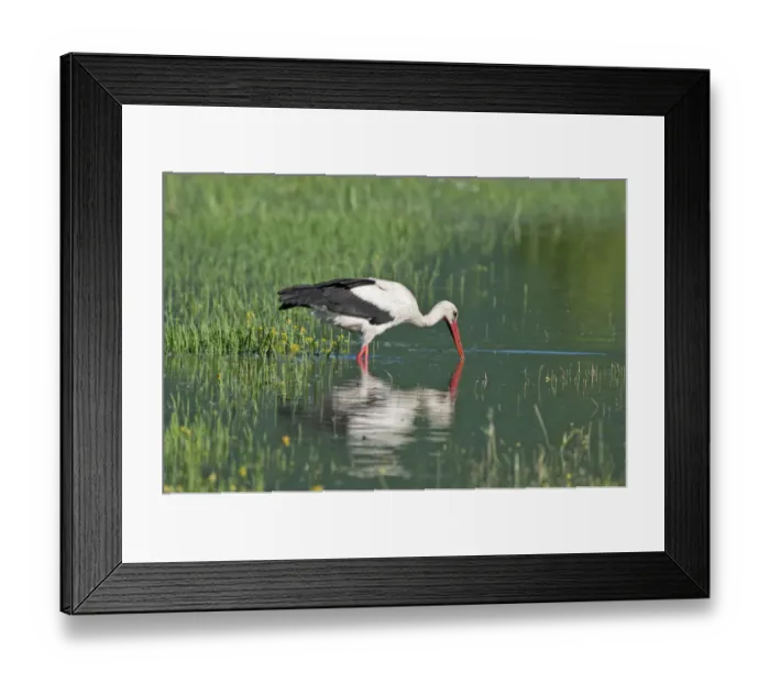 Framed Print : White Stork -Ciconia ciconia- foraging for food, Lake Kerkini, Central Macedonia, Greece