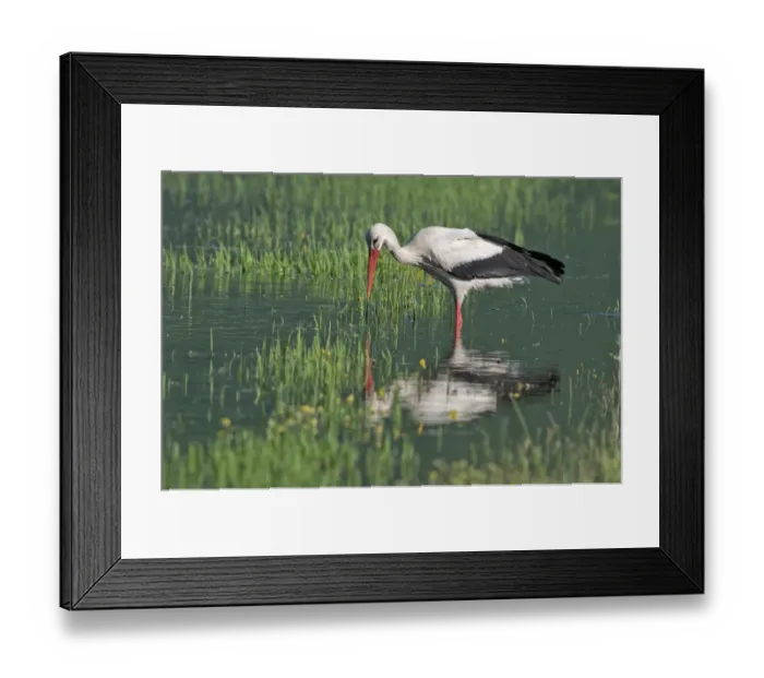 Framed Print : White Stork -Ciconia ciconia- foraging for food, Lake Kerkini, Central Macedonia, Greece Framed Print : White Stork -Ciconia ciconia- foraging for food, Lake Kerkini, Central Macedonia, Greece