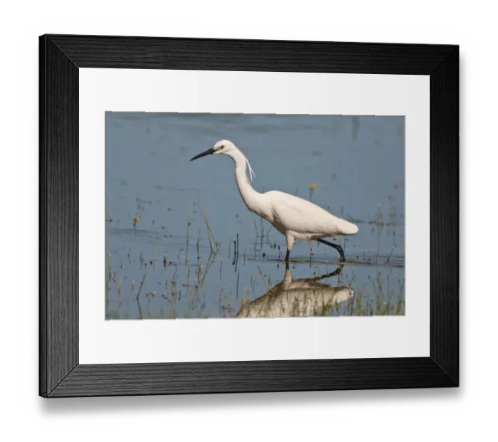 Framed Print : Little Egret -Egretta garzetta- foraging for food, Lake Kerkini, Central Macedonia, Greece