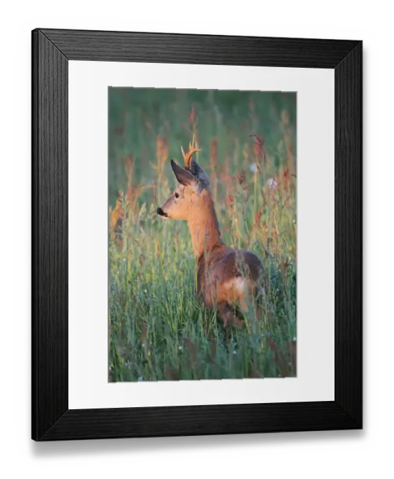 Framed Print : Roe deer -Capreolus capreolus-, buck with abnormal antlers, in the evening light, Allgau, Bavaria, Germany Framed Print : Roe deer -Capreolus capreolus-, buck with abnormal antlers, in the evening light, Allgau, Bavaria, Germany