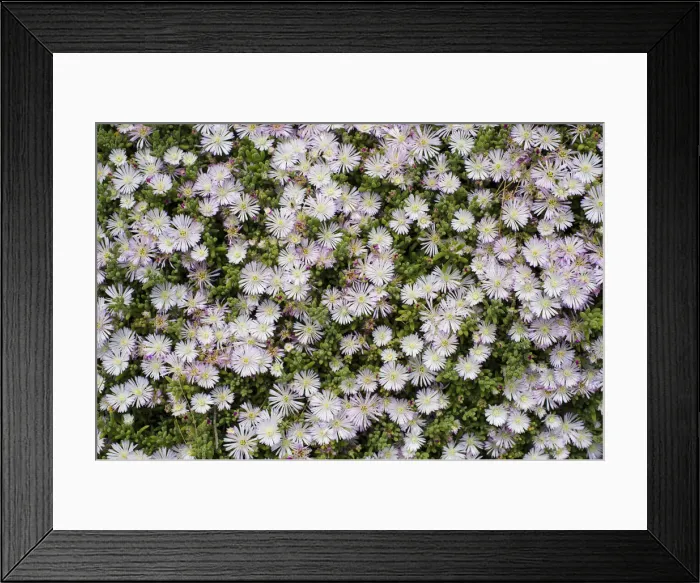 Framed Print : Crystalline Iceplant -Mesembryanthemum crystallinum-, Costa Brava, Spain Framed Print : Crystalline Iceplant -Mesembryanthemum crystallinum-, Costa Brava, Spain