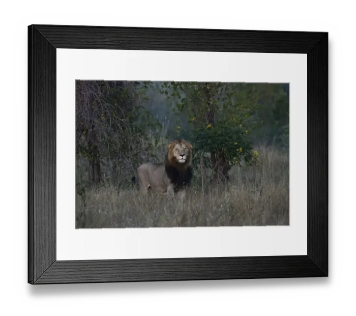 Framed Print : Lion -Panthera leo-, maned lion, alert, South Africa Framed Print : Lion -Panthera leo-, maned lion, alert, South Africa