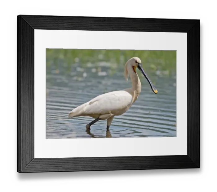 Framed Print : Eurasian Spoonbill or Common Spoonbill -Platalea leucorodia- foraging for food, Lake Kerkini, Central Macedonia, Greece Framed Print : Eurasian Spoonbill or Common Spoonbill -Platalea leucorodia- foraging for food, Lake Kerkini, Central Macedonia, Greece