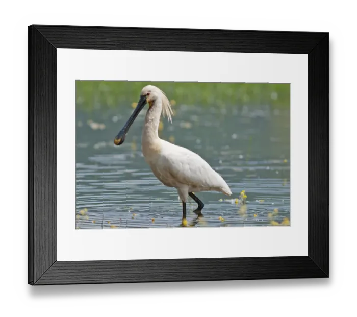 Framed Print : Eurasian Spoonbill or Common Spoonbill -Platalea leucorodia- foraging for food, Lake Kerkini, Central Macedonia, Greece Framed Print : Eurasian Spoonbill or Common Spoonbill -Platalea leucorodia- foraging for food, Lake Kerkini, Central Macedonia, Greece