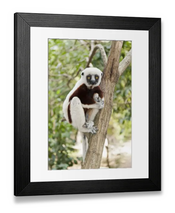 Framed Print : Coquerels Sifaka or Crowned Sifaka -Propithecus coquereli-, male, sitting on a branch in a forest, Exotic Park, Peyriar, near Andasibe, Madagascar