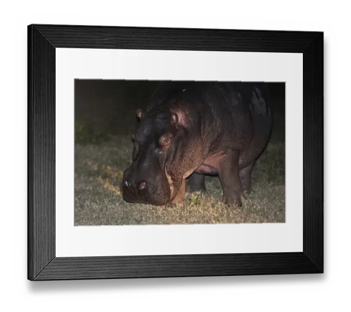 Framed Print : Hippopotamus -Hippopotamus amphibius- grazing, nocturnal foraging, South Africa Framed Print : Hippopotamus -Hippopotamus amphibius- grazing, nocturnal foraging, South Africa