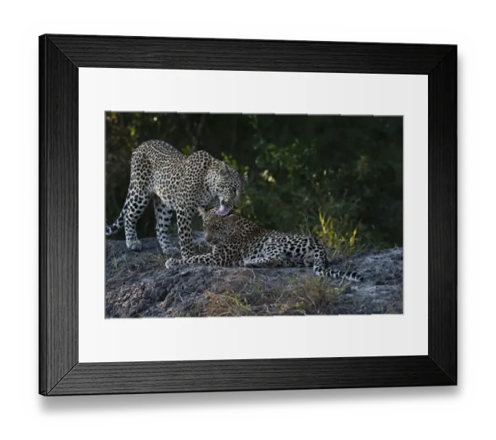 Framed Print : Leopard -Panthera pardus-, female with cub, Sabi Sand Reserve, South Africa Framed Print : Leopard -Panthera pardus-, female with cub, Sabi Sand Reserve, South Africa