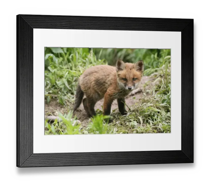 Framed Print : Red Fox -Vulpes vulpes-, fox pup, circa 7 weeks, outside the den, Allgau, Bavaria, Germany Framed Print : Red Fox -Vulpes vulpes-, fox pup, circa 7 weeks, outside the den, Allgau, Bavaria, Germany