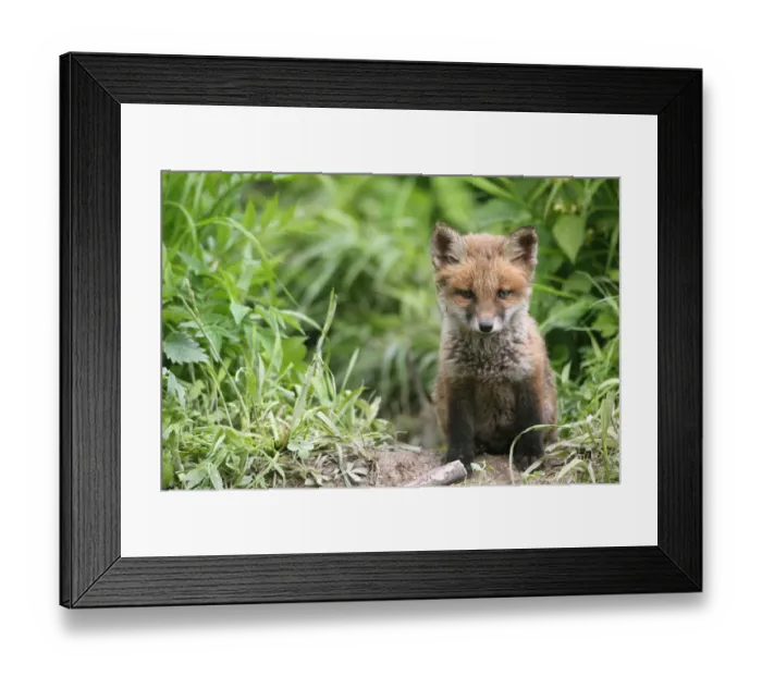 Framed Print : Red Fox -Vulpes vulpes-, fox pup, circa 7 weeks, outside the den, Allgau, Bavaria, Germany Framed Print : Red Fox -Vulpes vulpes-, fox pup, circa 7 weeks, outside the den, Allgau, Bavaria, Germany