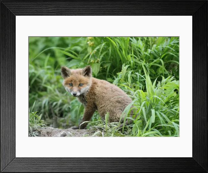 Framed Print : Red Fox -Vulpes vulpes-, fox pup, circa 7 weeks, outside the den, Allgau, Bavaria, Germany