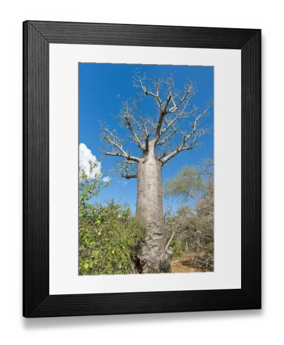 Framed Print : African Baobab -Adansonia digitata-, Andohahela National Park, near Fort-Dauphin or Tolagnaro, Madagascar Framed Print : African Baobab -Adansonia digitata-, Andohahela National Park, near Fort-Dauphin or Tolagnaro, Madagascar